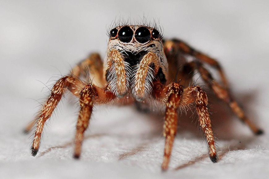 Kako pauci i mravi čiste naše gradove