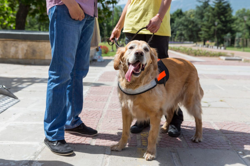 Psi vodiči slijepih i slabovidnih osoba