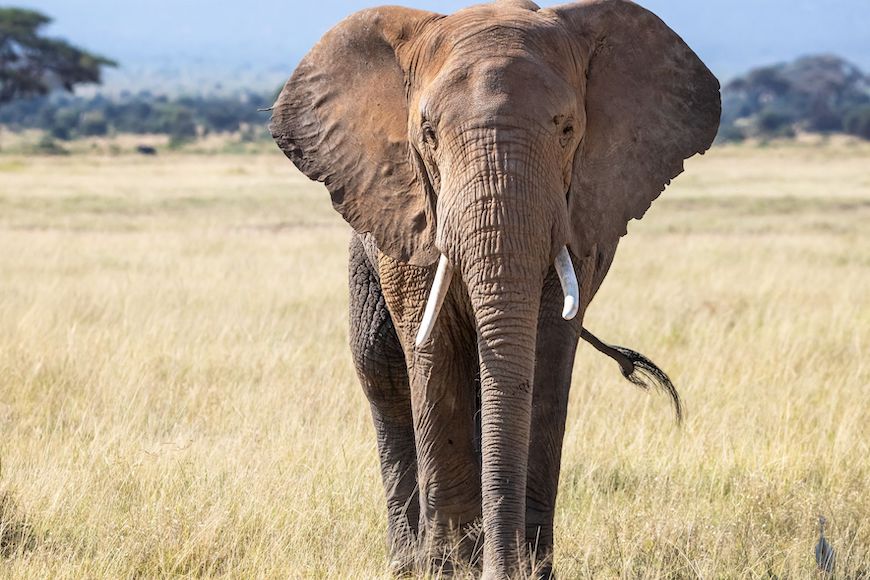 Najveća kopnena životinja – afrički slon