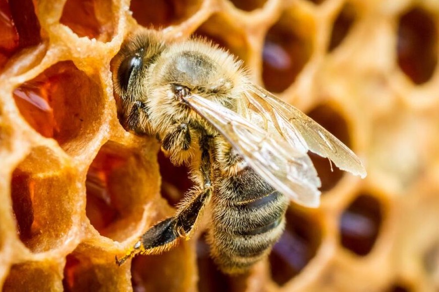 Najveća pčela na svijetu ipak nije izumrla