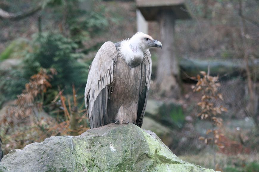 Dan ptica strvinara u zagrebačkom Zoološkom vrtu