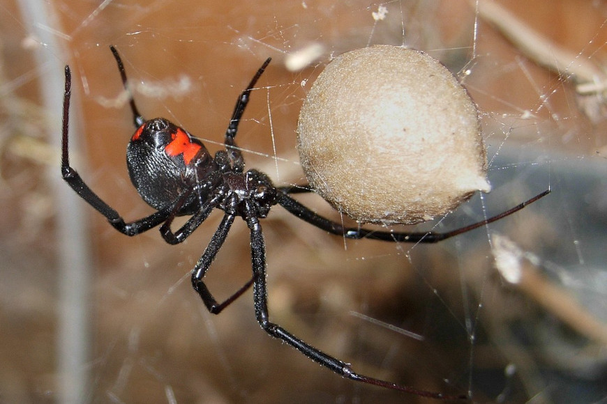 Crna udovica – pauk kojeg svakako treba zaobići