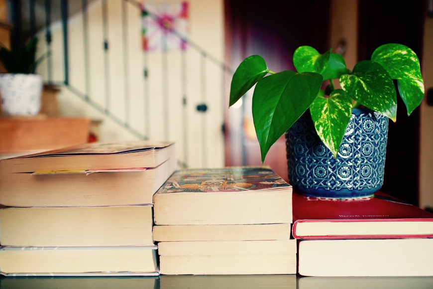 sobna biljka smještena na knjigama