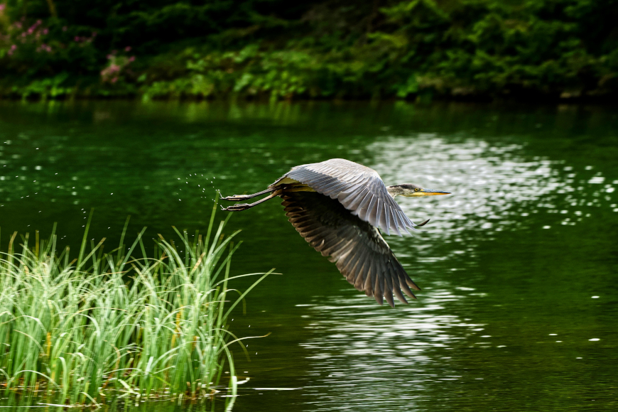 čaplja u letu iznad močvarnog područja